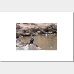 Cormorant  On The Rocks Posters and Art